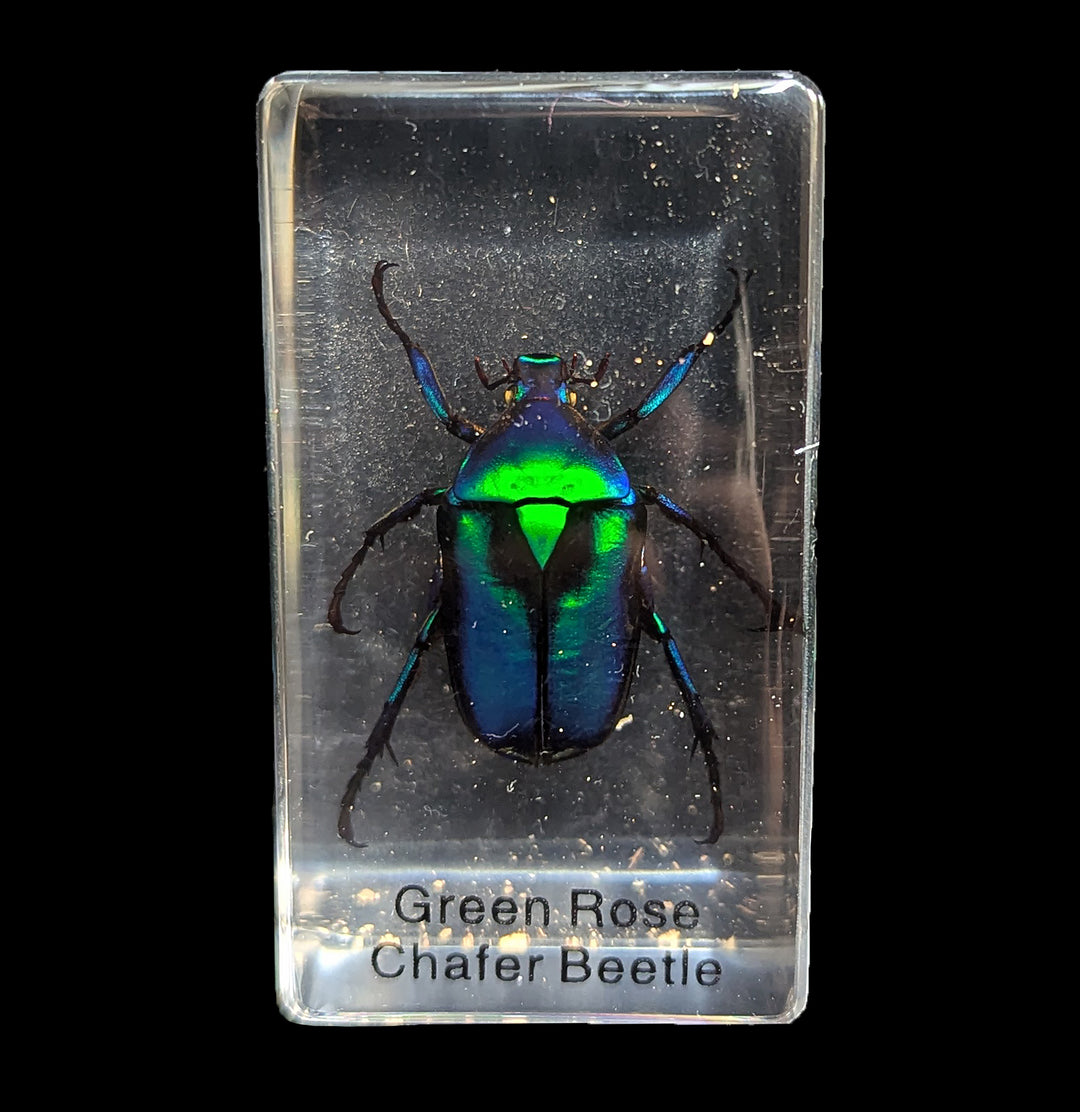 Green Rose Chafer Beetle In Acrylic For Sale | Paxton Gate