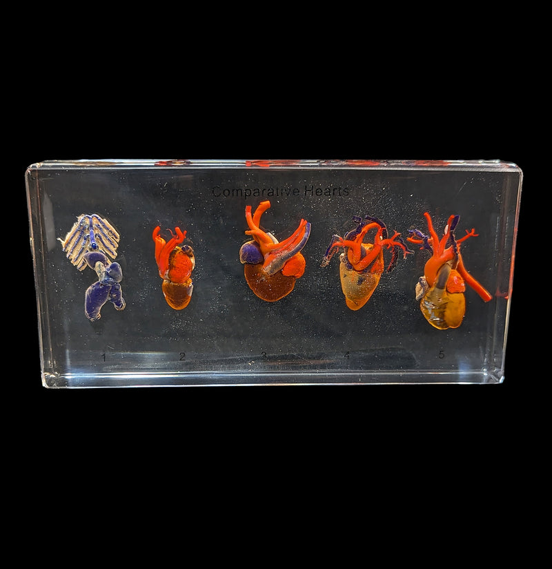 Comparative Hearts-Taxidermy-Real Insect Company-PaxtonGate