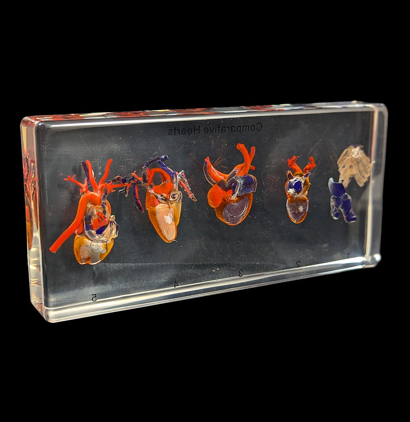 Comparative Hearts-Taxidermy-Real Insect Company-PaxtonGate