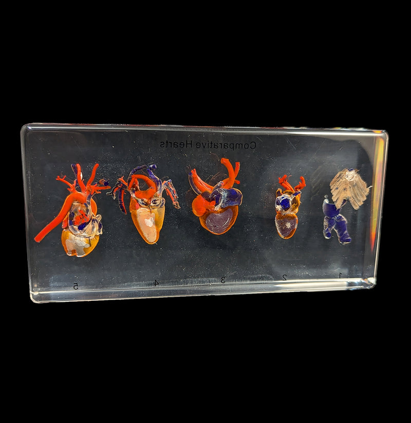 Comparative Hearts-Taxidermy-Real Insect Company-PaxtonGate