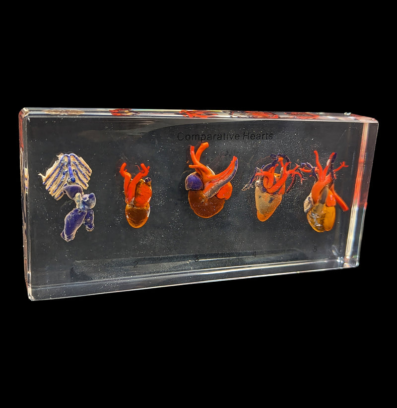 Comparative Hearts-Taxidermy-Real Insect Company-PaxtonGate