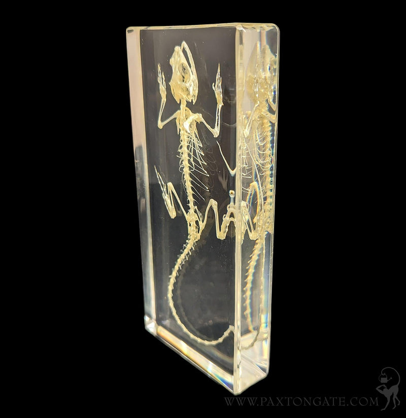 Lizard Skeleton in Resin-Skulls & Bones-Insects in Resin-PaxtonGate