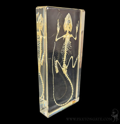 Lizard Skeleton in Resin-Skulls & Bones-Insects in Resin-PaxtonGate