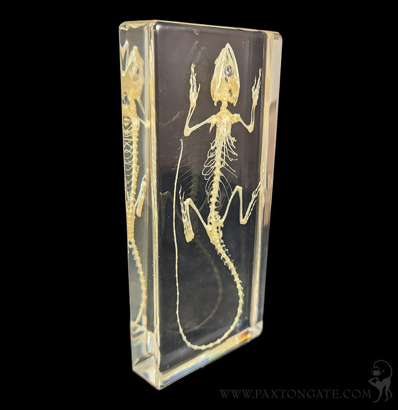 Lizard Skeleton in Resin-Skulls & Bones-Insects in Resin-PaxtonGate