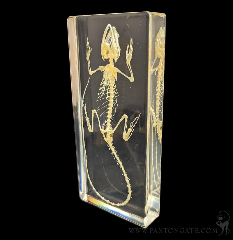 Lizard Skeleton in Resin-Skulls & Bones-Insects in Resin-PaxtonGate