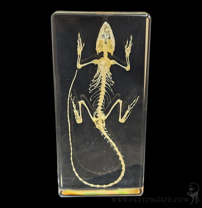 Lizard Skeleton in Resin-Skulls & Bones-Insects in Resin-PaxtonGate