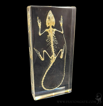 Lizard Skeleton in Resin-Skulls & Bones-Insects in Resin-PaxtonGate