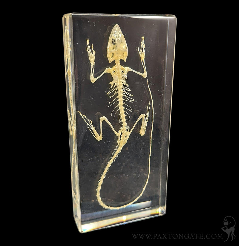 Lizard Skeleton in Resin-Skulls & Bones-Insects in Resin-PaxtonGate