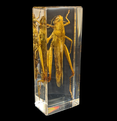 Locust In Acrylic-Insects-Real Insect Company-PaxtonGate