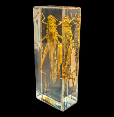 Locust In Acrylic-Insects-Real Insect Company-PaxtonGate