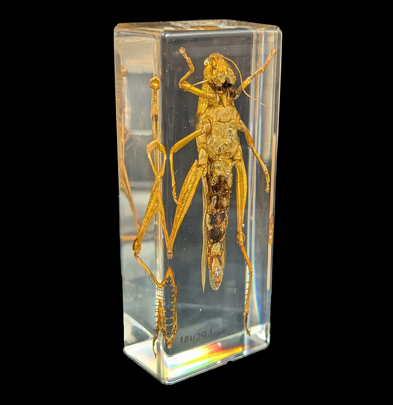 Locust In Acrylic-Insects-Real Insect Company-PaxtonGate