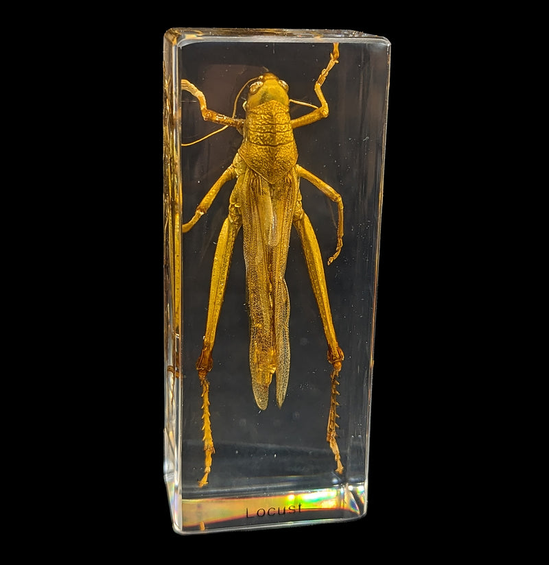 Locust In Acrylic-Insects-Real Insect Company-PaxtonGate