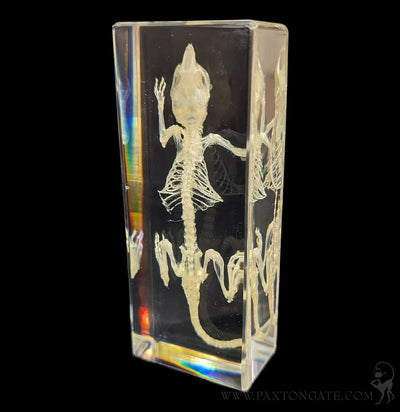 Mouse Skeleton in Resin-Skulls & Bones-Insects in Resin-PaxtonGate