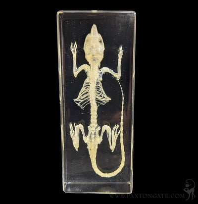 Mouse Skeleton in Resin-Skulls & Bones-Insects in Resin-PaxtonGate