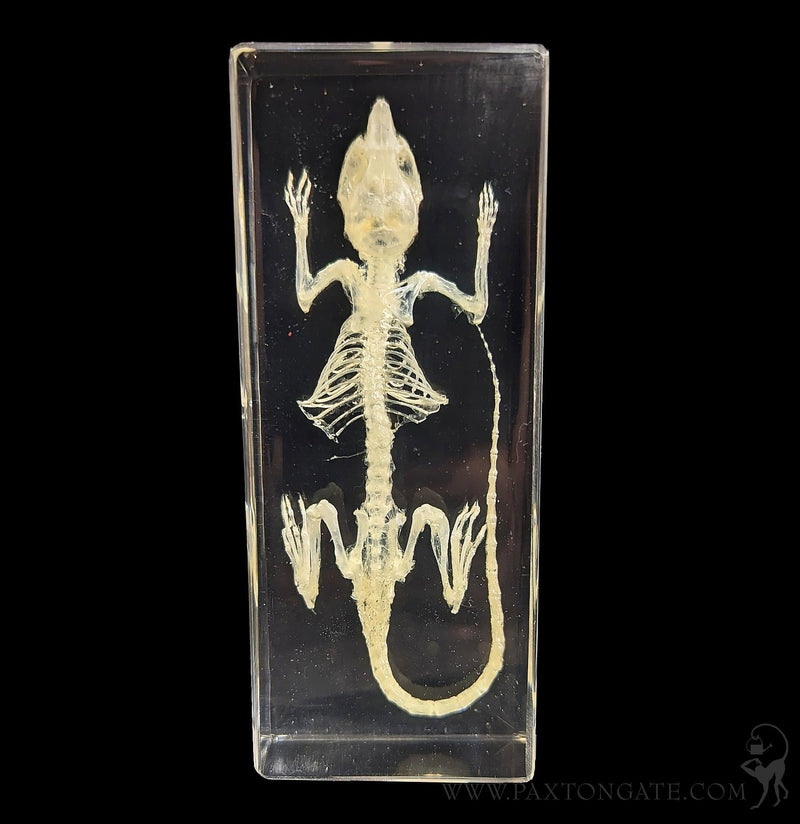 Mouse Skeleton in Resin-Skulls & Bones-Insects in Resin-PaxtonGate
