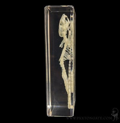 Mouse Skeleton in Resin-Skulls & Bones-Insects in Resin-PaxtonGate