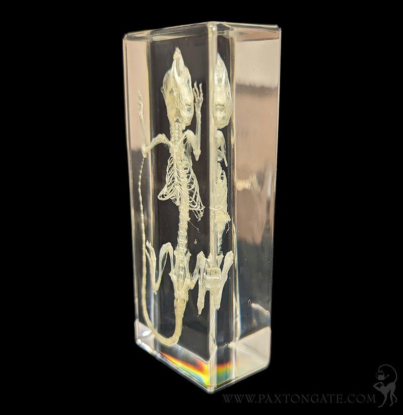 Mouse Skeleton in Resin-Skulls & Bones-Insects in Resin-PaxtonGate