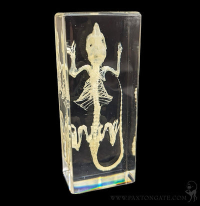 Mouse Skeleton in Resin-Skulls & Bones-Insects in Resin-PaxtonGate