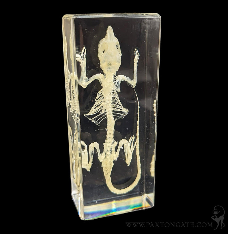 Mouse Skeleton in Resin-Skulls & Bones-Insects in Resin-PaxtonGate