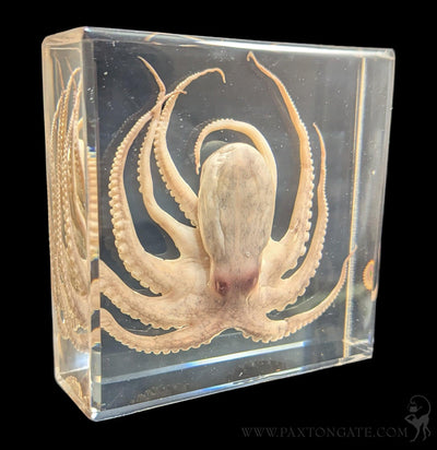 Octopus in Resin-Sea Life-Insects in Resin-PaxtonGate