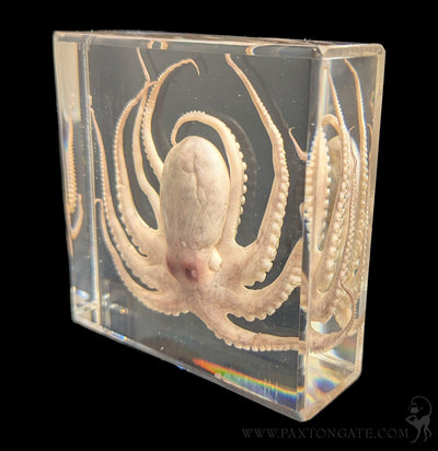 Octopus in Resin-Sea Life-Insects in Resin-PaxtonGate