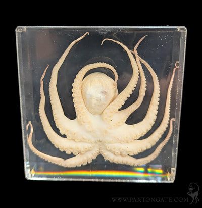 Octopus in Resin-Sea Life-Insects in Resin-PaxtonGate