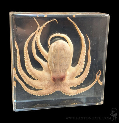 Octopus in Resin-Sea Life-Insects in Resin-PaxtonGate