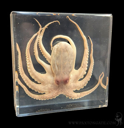 Octopus in Resin-Sea Life-Insects in Resin-PaxtonGate