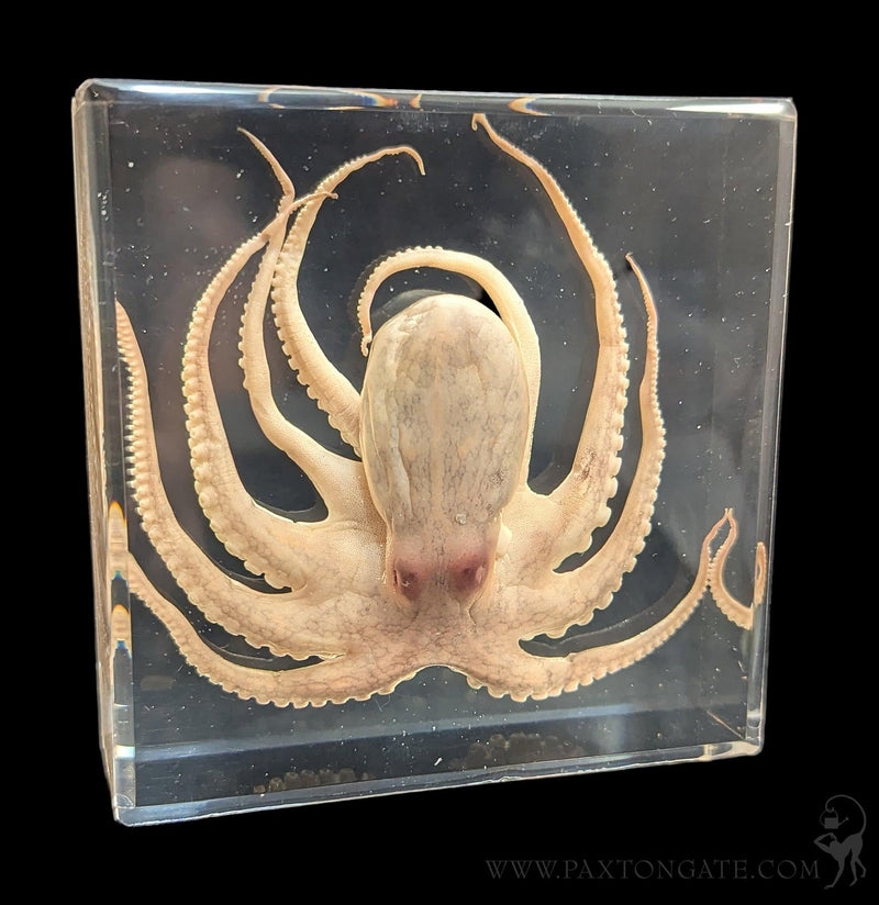 Octopus in Resin-Sea Life-Insects in Resin-PaxtonGate