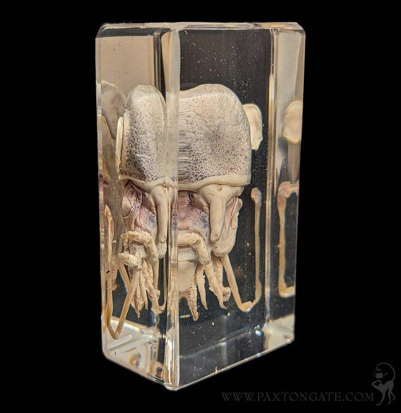 Squid in Resin-Taxidermy-Insects in Resin-PaxtonGate