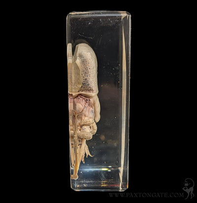 Squid in Resin-Taxidermy-Insects in Resin-PaxtonGate