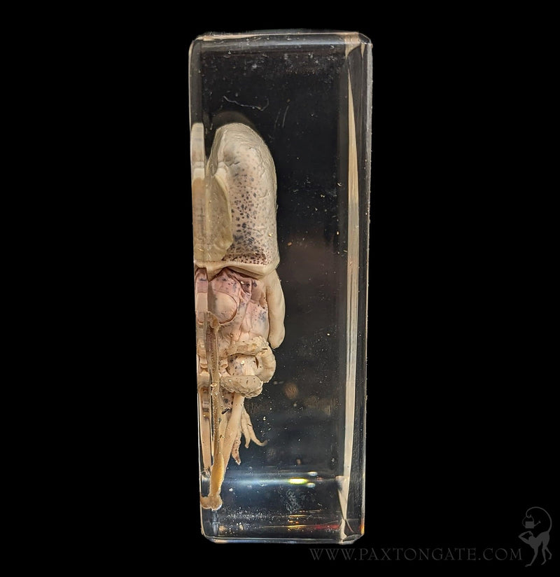 Squid in Resin-Taxidermy-Insects in Resin-PaxtonGate