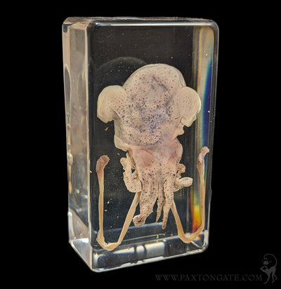 Squid in Resin-Taxidermy-Insects in Resin-PaxtonGate
