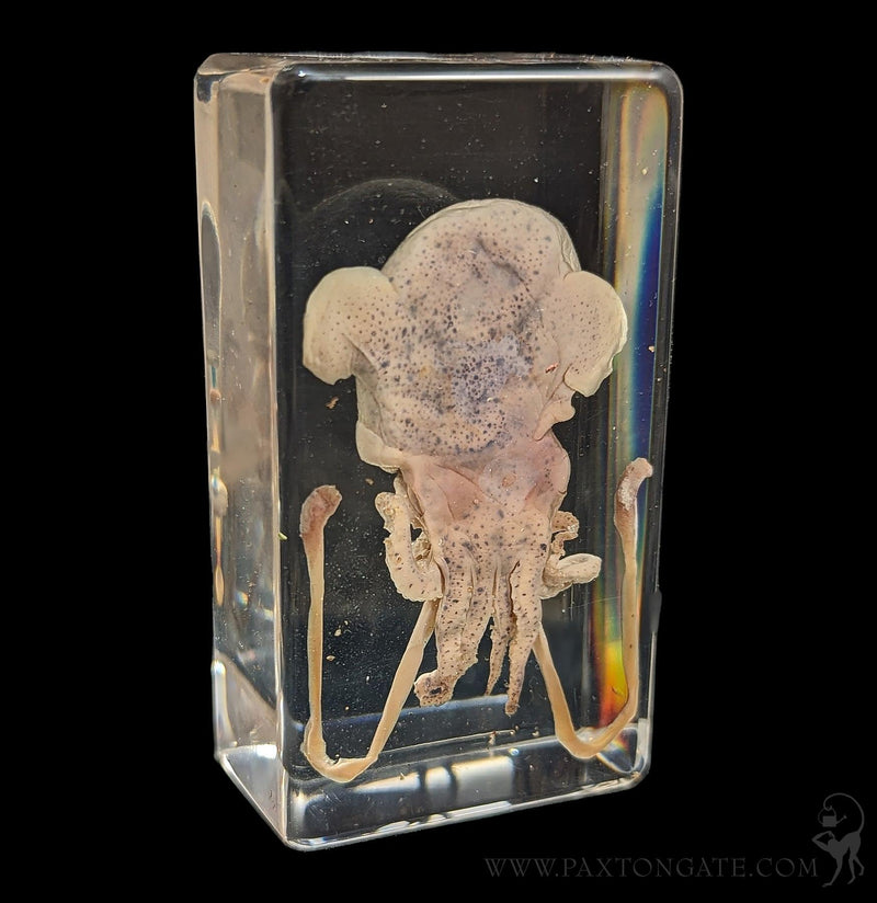 Squid in Resin-Taxidermy-Insects in Resin-PaxtonGate