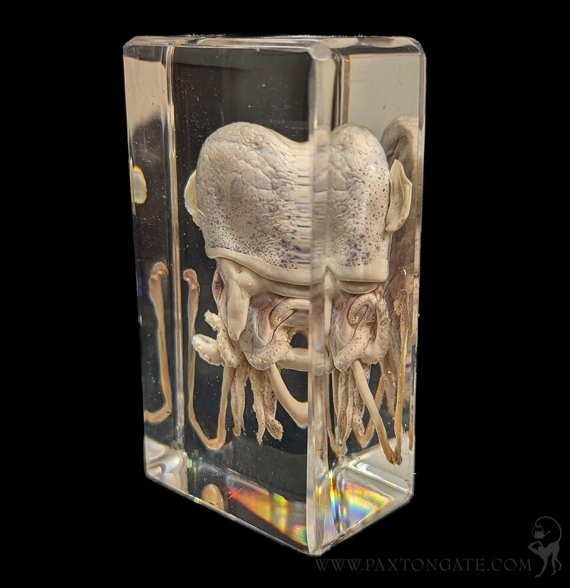 Squid in Resin-Taxidermy-Insects in Resin-PaxtonGate