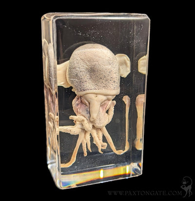 Squid in Resin-Taxidermy-Insects in Resin-PaxtonGate