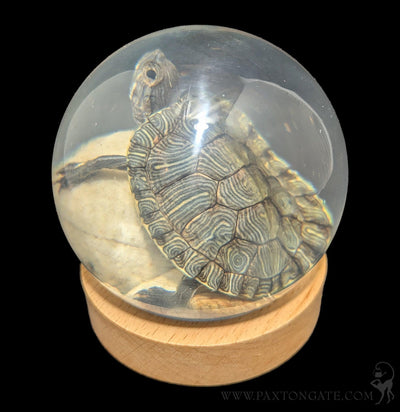 Turtle in Globe-Taxidermy-Real Insect Company-PaxtonGate