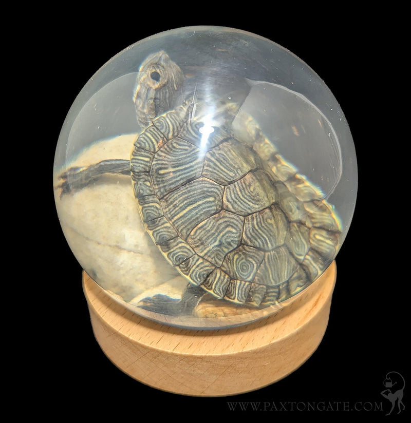 Turtle in Globe-Taxidermy-Real Insect Company-PaxtonGate
