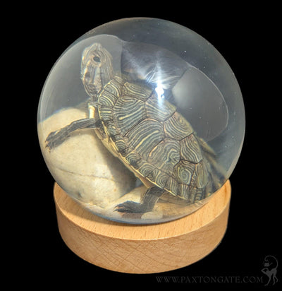 Turtle in Globe-Taxidermy-Real Insect Company-PaxtonGate