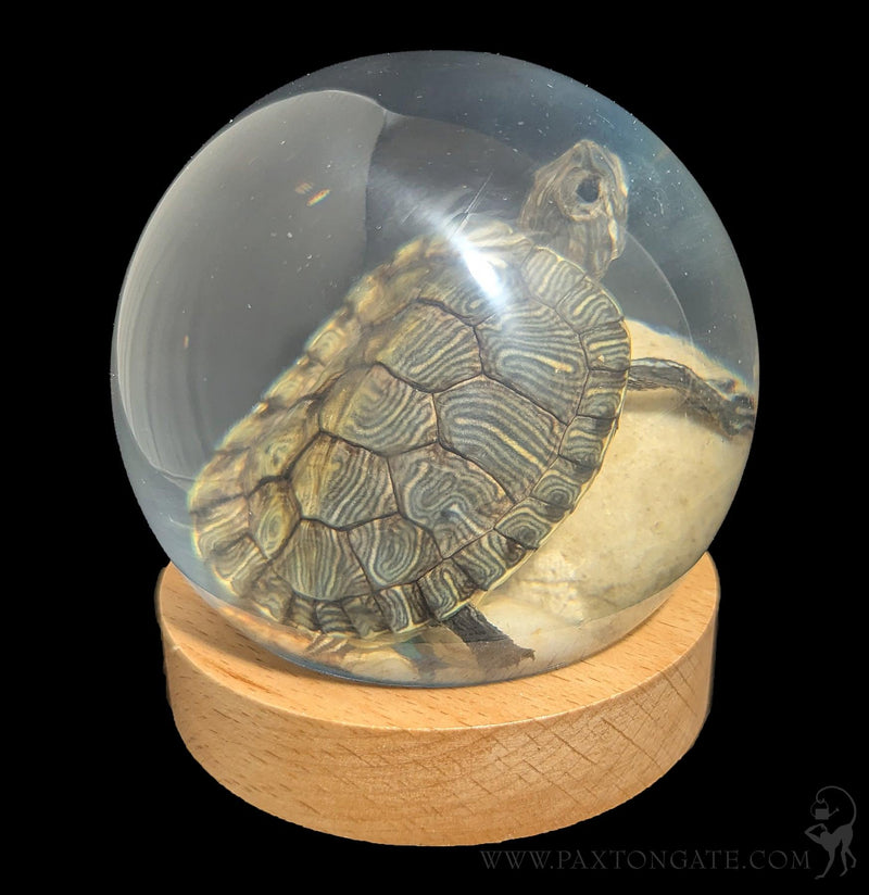 Turtle in Globe-Taxidermy-Real Insect Company-PaxtonGate