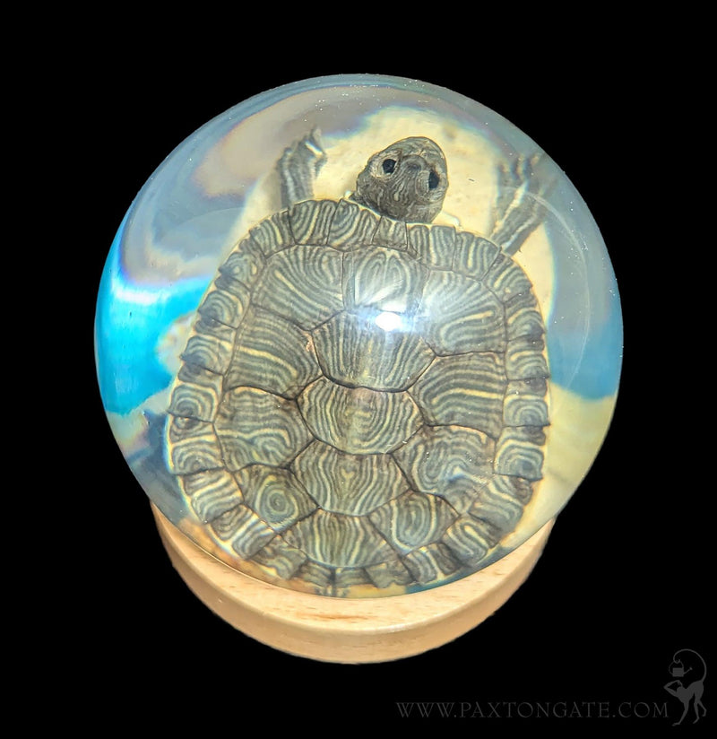 Turtle in Globe-Taxidermy-Real Insect Company-PaxtonGate