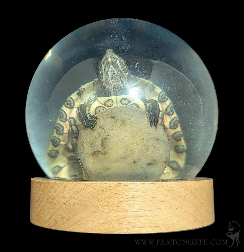 Turtle in Globe-Taxidermy-Real Insect Company-PaxtonGate