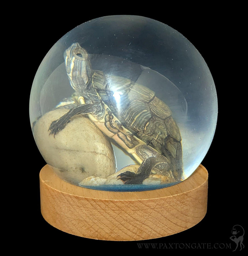 Turtle in Globe-Taxidermy-Real Insect Company-PaxtonGate
