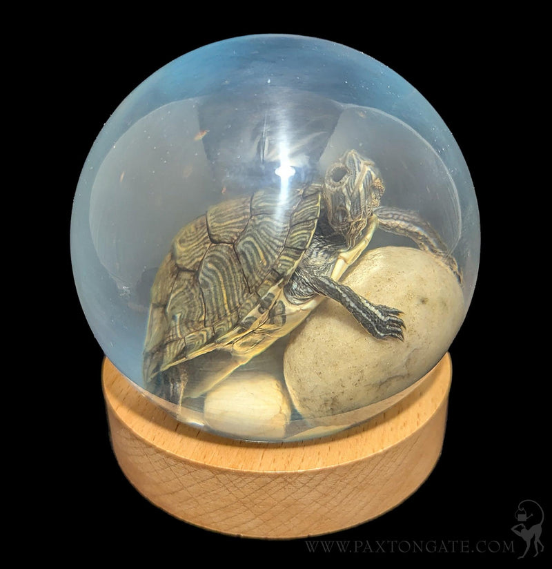 Turtle in Globe-Taxidermy-Real Insect Company-PaxtonGate