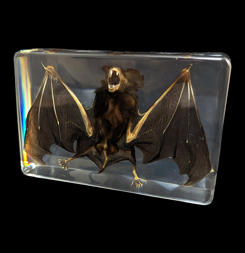 Bat in Acrylic-Taxidermy-Real Insect Company-PaxtonGate