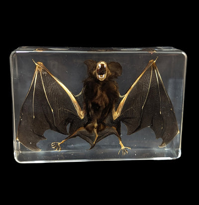Bat in Acrylic-Taxidermy-Real Insect Company-PaxtonGate