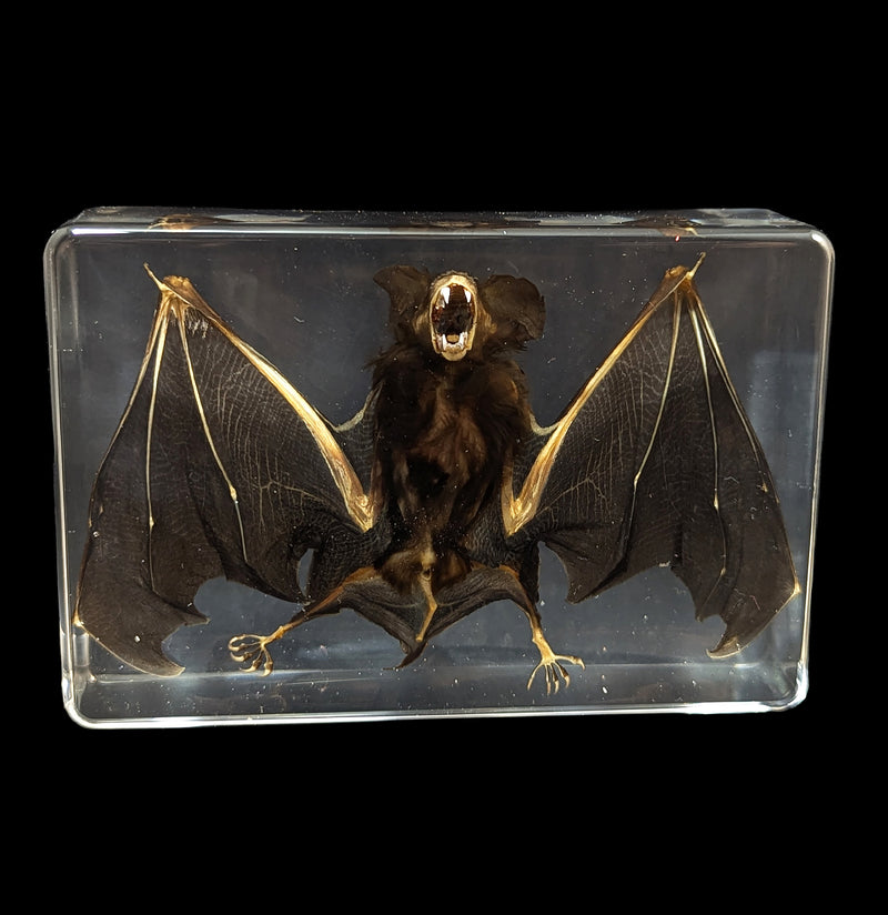 Bat in Acrylic-Taxidermy-Real Insect Company-PaxtonGate