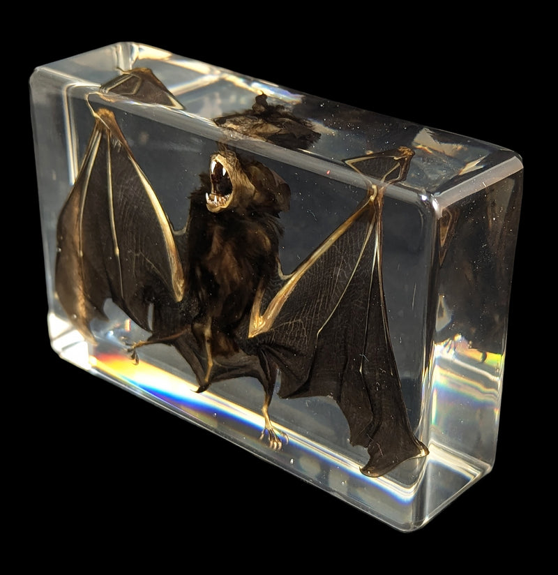 Bat in Acrylic-Taxidermy-Real Insect Company-PaxtonGate