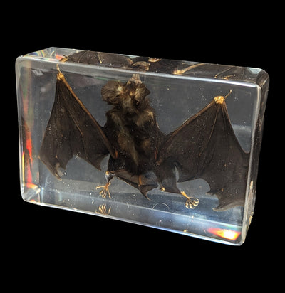 Bat in Acrylic-Taxidermy-Real Insect Company-PaxtonGate