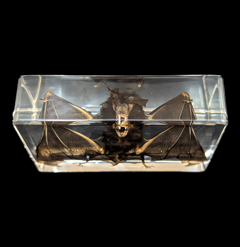 Bat in Acrylic-Taxidermy-Real Bug/Ed Speldy-PaxtonGate